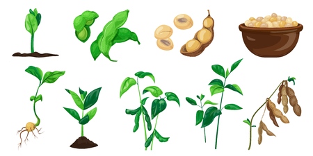 Soybean icons set, cartoon styleのイラスト素材