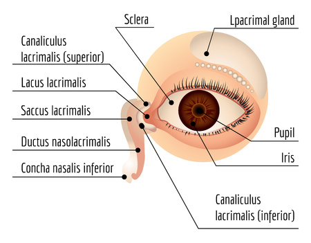Humam eye infographic, cartoon styleのイラスト素材