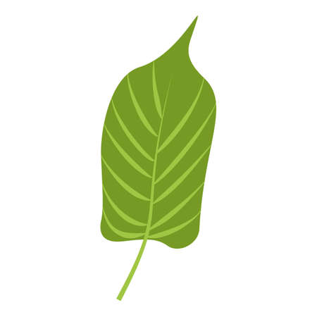Jungle leaf icon, cartoon styleの写真素材