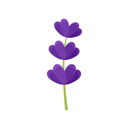 Lavender leaf icon flat isolated vectorのイラスト素材