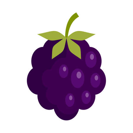 Forest blackberry icon flat isolated vectorのイラスト素材