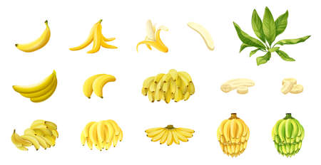Banana icons set cartoon vector. Monkey peelのイラスト素材