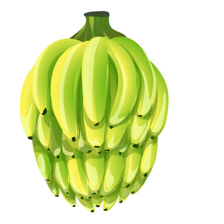 Bunch of bananas icon cartoon vector. Fruit plantのイラスト素材