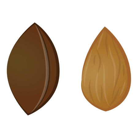Apricot seed icon cartoon vector. Cut fruitのイラスト素材
