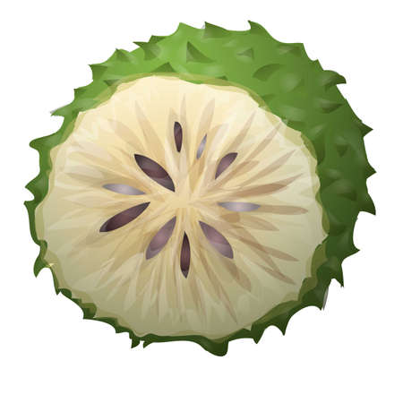 Plant soursop icon cartoon vector. Fresh durianのイラスト素材