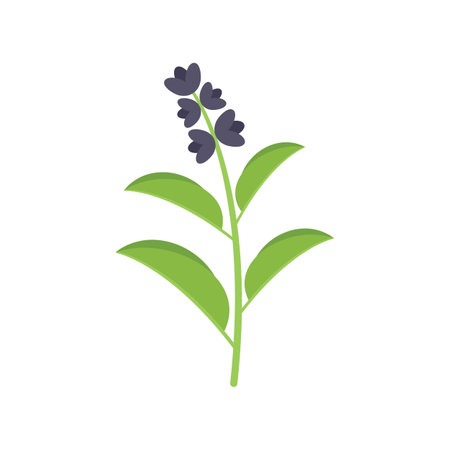 Sage herb icon flat vector. Smudge mint. Leaf plant isolatedのイラスト素材