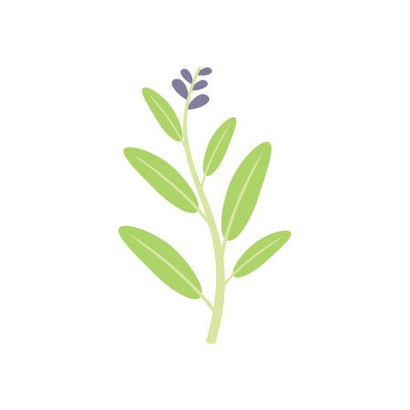 Sage salvia icon flat vector. Leaf herb. Cedar herbal isolatedのイラスト素材