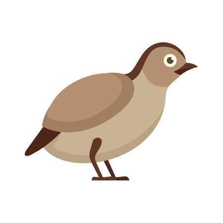 Quail wild icon. Flat illustration of quail wild icon isolated on white backgroundの写真素材