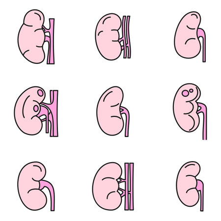 Kidney organ icons set. Outline set of kidney organ vector icons thin line color flat on whiteのイラスト素材