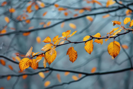 Vibrant orange-yellow leaves clinging to a branch, with a tranquil blue-gray backdropの素材