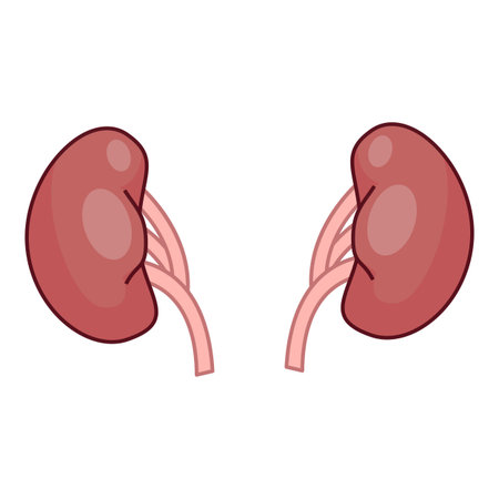 Illustration of human kidneys filtering blood in the urinary systemのイラスト素材