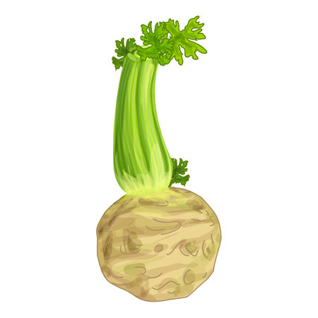 Fresh ripe celeriac with leaves isolated on white backgroundのイラスト素材