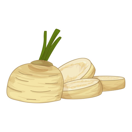 Fresh celery root with green stem and slices isolated on white backgroundのイラスト素材