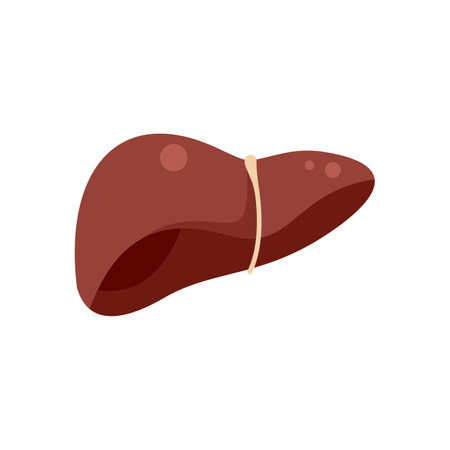 Medical illustration depicting unhealthy human liver squeezed by rubber band symbolizing painのイラスト素材