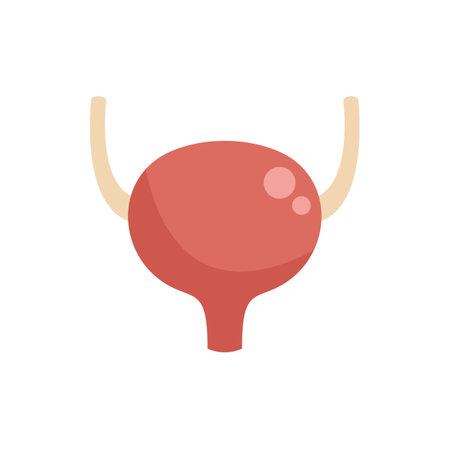 Illustration of a healthy human bladder, a vital organ responsible for collecting and storing urine before disposalのイラスト素材