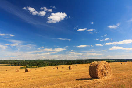 Harvested field with straw bales