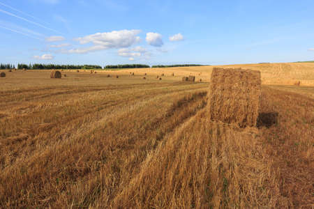 Harvested field with straw bales