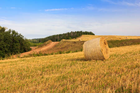 Harvested field with straw bales