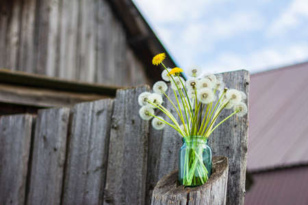 Bouquet of white blooming dandelions with old wood background
