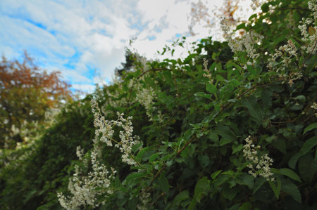 Small white blossoms on dense green branches contrast with autumn trees and a bright sky. A calm, airy atmosphere created by natural colors and textures.の写真素材