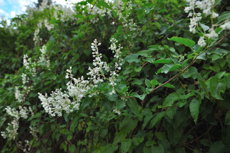 Close-up of a climbing plant with dense white blossoms and lush green foliage. Summer vegetation forms a natural soft contrast.の写真素材