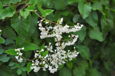 Thin branches of a wild shrub are adorned with soft white blossoms standing out against the dense green foliage.の写真素材