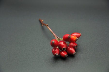 A single rosehip branch on a dark background highlights the vivid red berries and minimalist composition.の写真素材