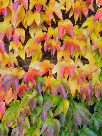 Vivid autumn vine leaves form a natural mosaic on the wall. Shades from green to yellow, orange, and red create a striking and colorful seasonal pattern.の写真素材