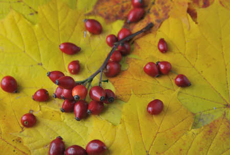 Red rose hips rest on vibrant yellow maple leaves, creating a rich contrast of colors. A warm palette conveys the atmosphere of autumn nature.の写真素材