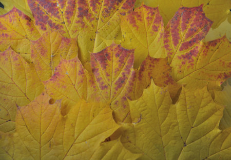 Bright maple leaves in red-yellow tones form a vivid autumn pattern. Warm shades, visible textures and soft light create a sense of natural harmony.の写真素材