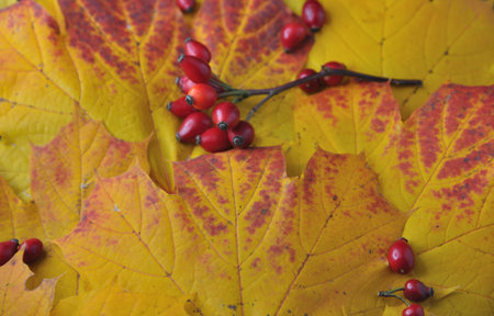 Bright rosehip berries on yellow maple leaves create a vivid autumn composition.の写真素材
