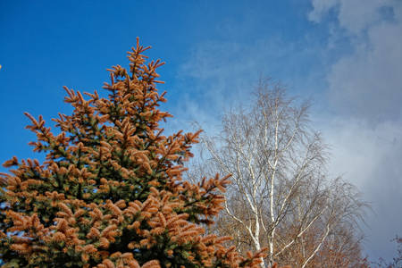 Pine tree branches against the blue skyの写真素材
