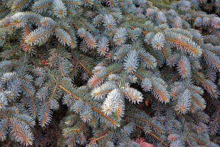 Branches of blue fir-tree backgroundの写真素材