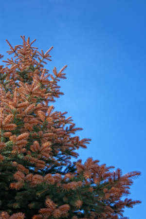 Pine tree branches against the blue skyの写真素材