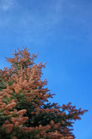 Pine tree branches against the blue skyの写真素材
