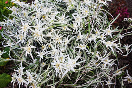Close-up of pink cosmos flowerの写真素材