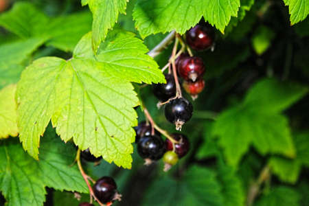 Red berries on a bush. Closeup of fresh organic berries with green leaves on raspberry cane. Summer garden in village. Harvest at farmの写真素材