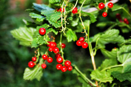 Red berries on a bush. Closeup of fresh organic berries with green leaves on raspberry cane. Summer garden in village. Harvest at farmの写真素材