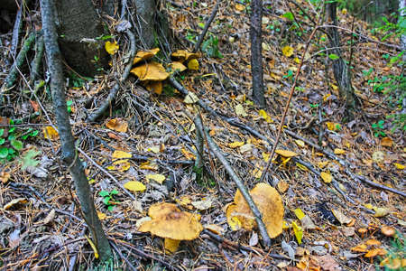 Mushrooms toadstools on the lawnの写真素材