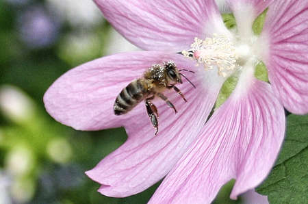 Bees on a pink cosmos flower collecting nectar from a yellow stamen.の写真素材