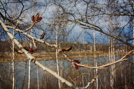 A poplar bough with a young bud at the beginning of the springの写真素材