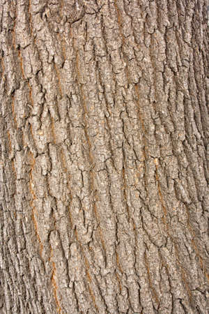 Old Wood Tree Texture Background Patternの写真素材