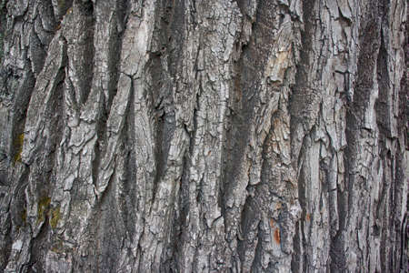 Old Wood Tree Texture Background Patternの写真素材