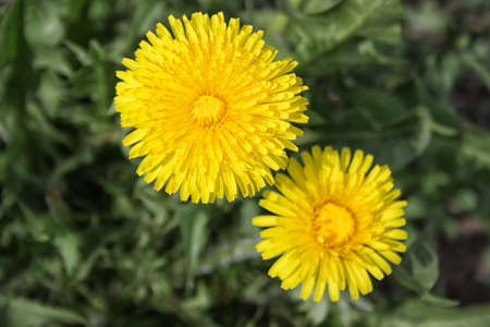 Yellow dandelions (taraxacum officinale) in green grass. Close upの写真素材
