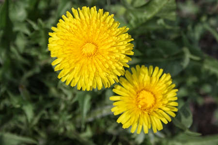 Yellow dandelions (taraxacum officinale) in green grass. Close upの写真素材