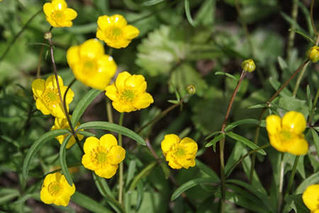 Buttercup yellow flower blooming in the spring in the woodsの写真素材