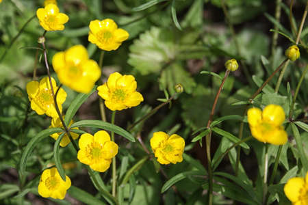 Buttercup yellow flower blooming in the spring in the woodsの写真素材