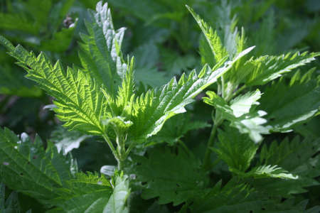 Spring leaves - fresh young spring leaves