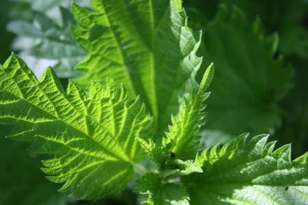 Spring leaves - fresh young spring leaves