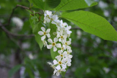 Background. Blossoming european bird cherry spring